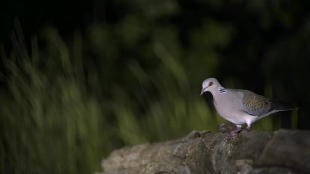 Turtle dove going to drink