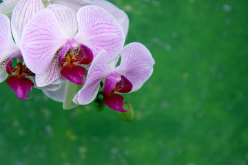 orchid on green background