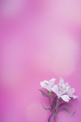 white alstroemeria on a pink background with highlights and bokeh