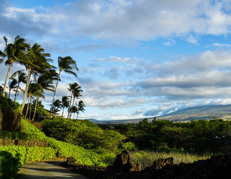 Hiking path with palm trees and mountains on the Big Island of Hawaii.