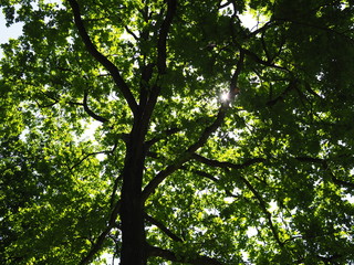 Obraz premium Wiosenna świeżość