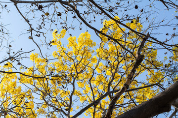 ARBOL DE PRIMAVERA