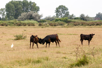 Black cows and white bird in a pasture.