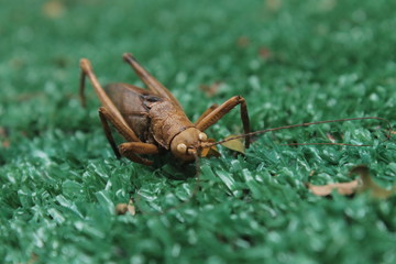 insecto