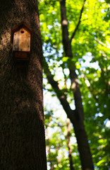 Bird feeder in the forest. Summer season