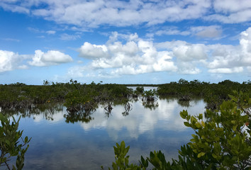 Fototapeta na wymiar Cloudscape and reflections in the ocean with mangroves