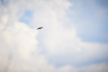 European goldfinch (Carduelis carduelis) in flight