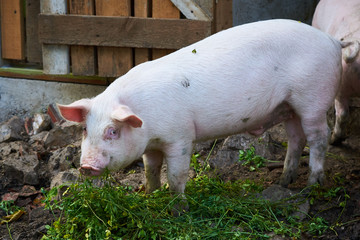 Domestic pig in a farm