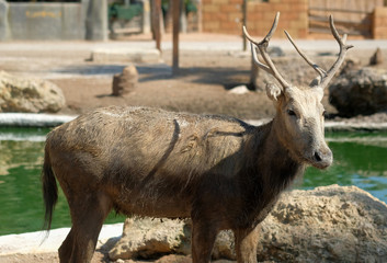 Horned deer standing outdoors