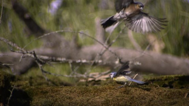 Chaffinch charging Blue Tit