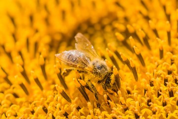 Honey bee covered with yellow pollen collecting sunflower nectar. Animal sitting at sunny summer...