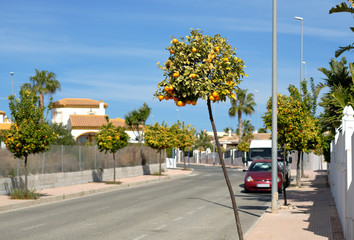 Obraz premium Empty street with mandarin trees of Torrevieja, Spain