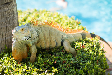 green iguana on a tree