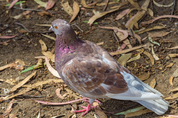 Rosy Pigeon Head Turned