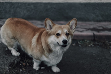 Portrait of young smiling dog welsh corgi pembroke posing outside