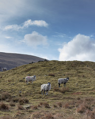 Sheep in The Mountains