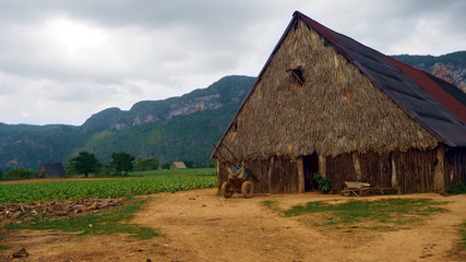 Fototapeta na wymiar Tobacco farm with dry shelter in background in Vinales Cuba February 2019