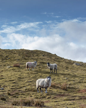 Sheep in The Mountains