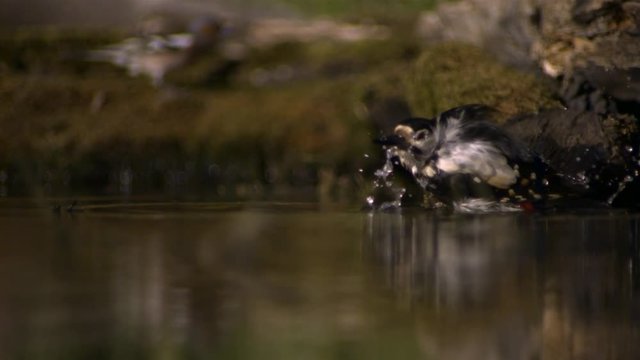 Great Spotted Woodpecker taking bath