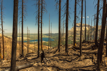 After the Wildfire - Hiking Through A Burnt Forest, Canada