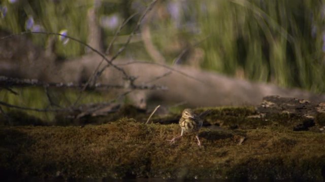Song Thrush walking