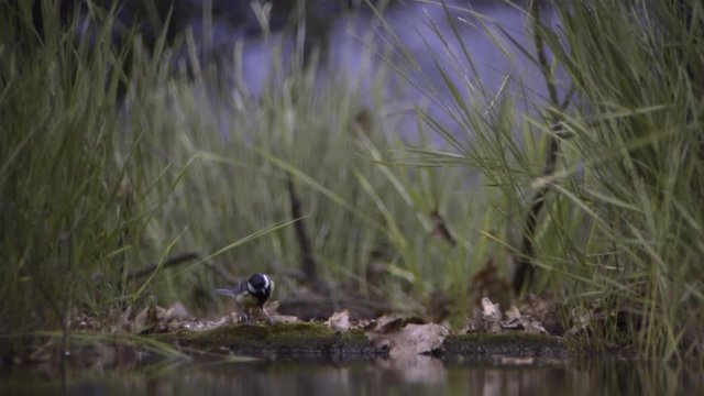 Great Tit landing