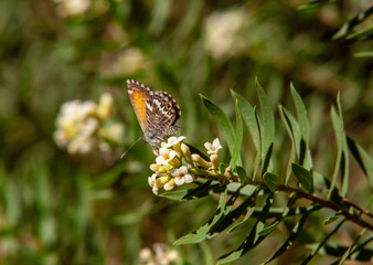 Fototapeta premium close up from butterfly over white blossoms