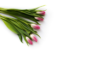 Fresh bouquet of five tulips isolated on white background. Spring flowers. Space for your text.