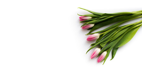 Pink tulips on white background