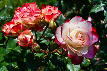 Pink and white roses