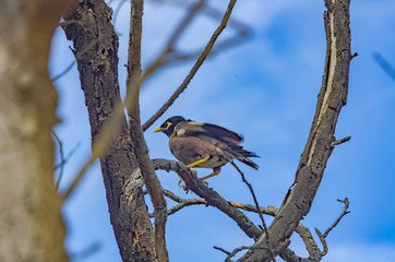 Indian Mynah Crouched