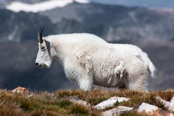 Mountain Goat in the mountains