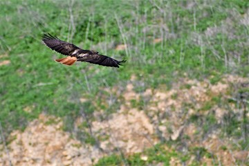A red tail hawk soaring over a green hillside