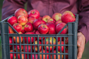 Harvesting organic red apples, overflowing a crate of apples.