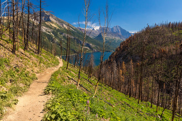 After the Wildfire - Hiking Through A Burnt Forest, Canada