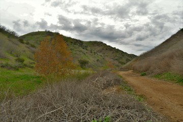 An empty hiking trail winding between two hills. Green hills and a lone tree with fall colors