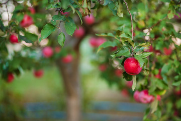 Organic red apples in a basket, under a tree in the garden, against a blurred background, at the end of midday sunlight.