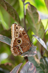 butterfly on leaf