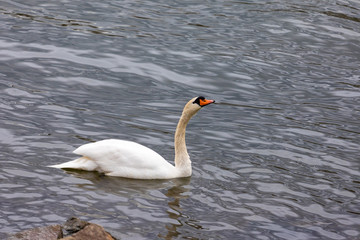 Fototapeta premium White swan in the blue lake. Romantic background