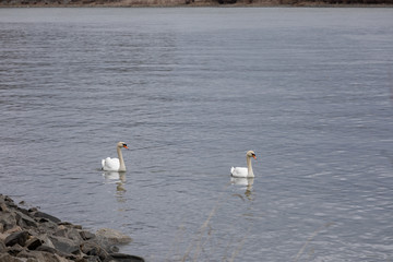 White swans on a blue lake. Beautiful white swan with the family in swan lake