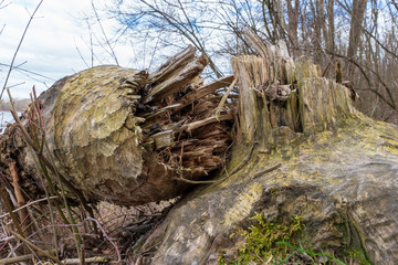 Vom Bieber gefällter Baum