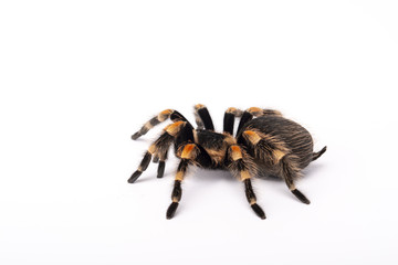 Spider Tarantula brachipelma smithi on white background