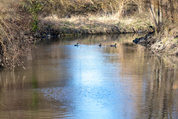 Small river or creek in the woods in summer. Beautiful countryside landscape with reed, reflection on water mirror, pier, ducks in Frankenthal Germany