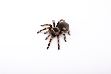 Spider Tarantula brachipelma smithi on white background