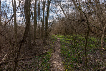 Obraz premium Dichtes Gebüsch mit kleinem Wanderweg
