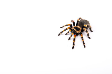Spider Tarantula brachipelma smithi on white background