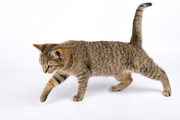 beautiful kitten on a white background, walking, running