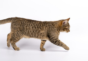 beautiful kitten on a white background, walking, running