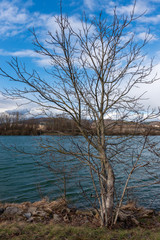 Baum am Ufer