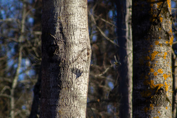 Blue tit caught in flight, in mid air, coming out of a tree hole. Cast a shadow on the tree.